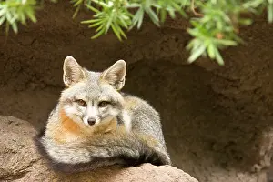 Cinereoargenteus: Grey Fox