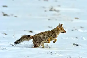 Cinereoargenteus: Grey Fox