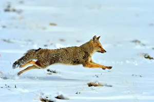 Cinereoargenteus: Grey Fox