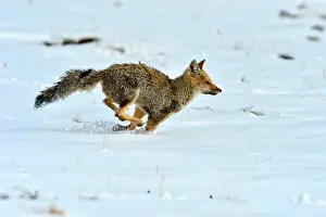 Cinereoargenteus: Grey Fox
