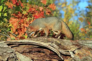 Cinereoargenteus: Grey Fox