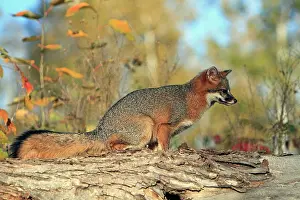 Cinereoargenteus: Grey Fox