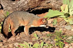 Cinereoargenteus: Grey Fox