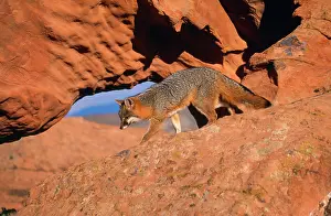 Cinereoargenteus: Grey Fox - on rocks