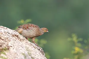 Francolin: Grey Francolin