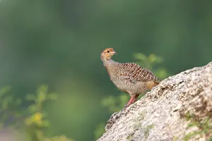 Francolin: Grey Francolin