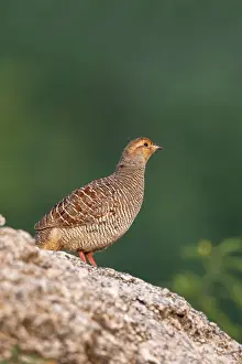 Francolin: Grey Francolin
