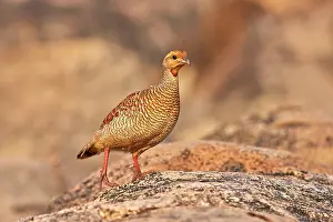 Partridges: Grey Francolin (formerly also called the Grey Partridge)