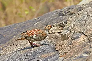 Partridges: Grey Francolin (formerly also called the Grey Partridge)
