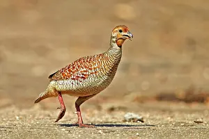 Partridges: Grey Francolin (formerly also called the Grey Partridge)
