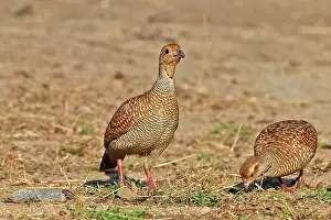 Partridges: Grey Francolin (formerly also called the Grey Partridge)