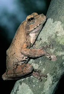 Grey Frog, (Chiromantis xerampelina), Kruger
