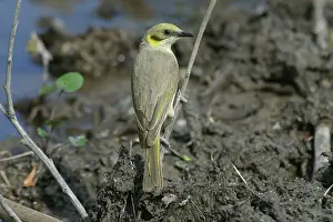 Lichenostomus: Grey-fronted Honeyeater