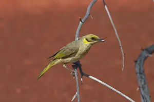 Lichenostomus: Grey-fronted Honeyeater