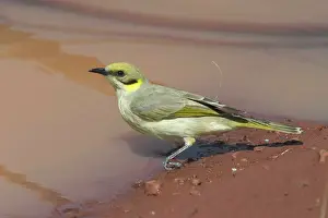 Lichenostomus: Grey-fronted Honeyeater