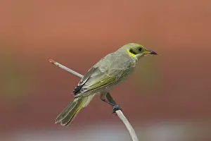 Lichenostomus: Grey-fronted Honeyeater
