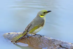 Lichenostomus: Grey-fronted Honeyeater