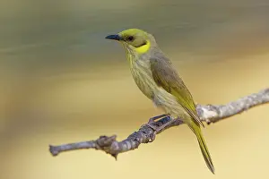 Alpha: Grey-fronted Honeyeater