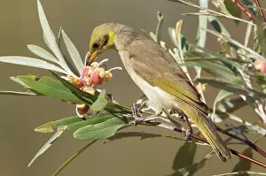 Honeyeaters: Grey-fronted Honeyeater - feeding on Silver-leafed