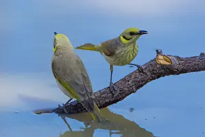 Alpha: Grey-fronted Honeyeaters
