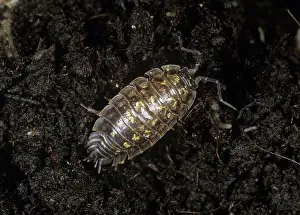 Woodlice: Grey garden woodlouse