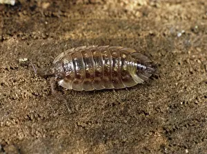 Louse: Grey garden woodlouse