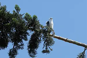 Novaehollandiae: Grey Goshawk