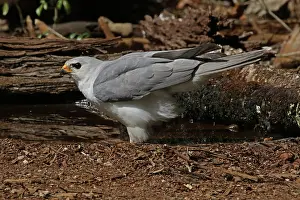 Goshawk: Grey Goshawk