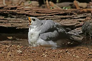 Goshawk: Grey Goshawk