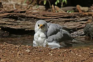 Goshawk: Grey Goshawk