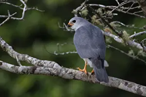 Morph: Grey Goshawk - A grey morph bird - perched in a