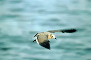 Modestus: Grey Gull