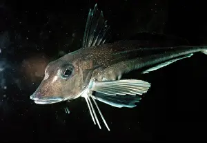 Gurnards: GREY GURNARD