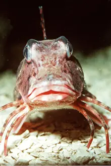 Lips: Grey GURNARD - head on