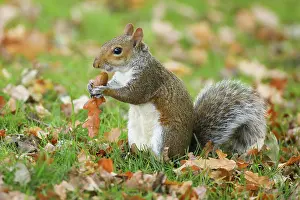 Acorn: Grey haired bear, Sciurus carolinensis, Richmond