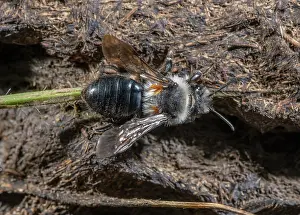 Ectognatha: Grey-haired mining-bee, Andrena cineraria, with