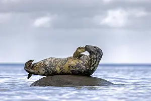 Scratching: Grey (Halichoerus grypus) seal, gray seal scratching