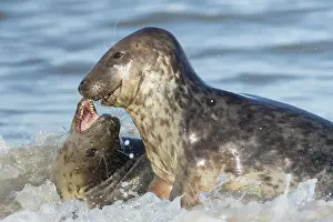 Norfolk: Grey (Halichoerus grypus) seal two adult animals