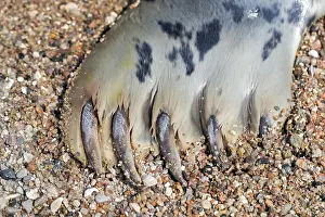 Claw: Grey (Halichoerus grypus) seal, gray seal close-up