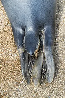 Halichoerus: Grey (Halichoerus grypus) seal, gray seal close-up