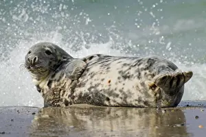 Spray: Grey (Halichoerus grypus) seal, gray seal female