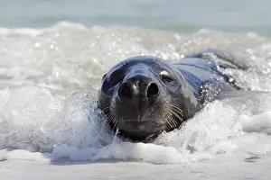 Spray: Grey (Halichoerus grypus) seal, gray seal lying