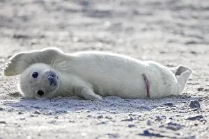 Halichoerus: Grey (Halichoerus grypus) seal, gray seal newborn