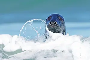 Curiosity: Grey (Halichoerus grypus) seal looks curiously o