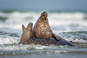 Bulls: Grey (Halichoerus grypus) seal playing young bulls