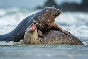 Bulls: Grey (Halichoerus grypus) seal playing young bulls