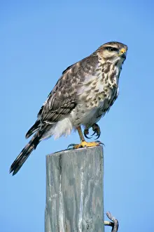 Nitida: Grey Hawk