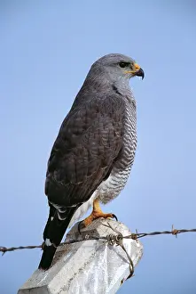 Nitida: Grey HAWK - adult perched on post