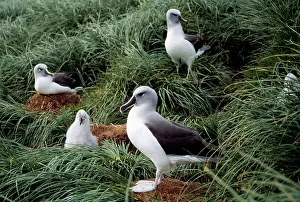 Chrysostoma: GREY-HEADED ALBATROSS