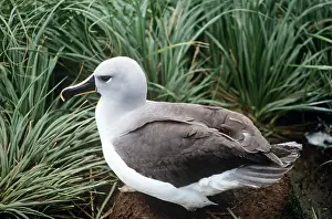 Chrysostoma: Grey-Headed Albatross